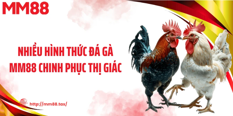 Nhiều hình thức đá gà MM88 chinh phục thị giác